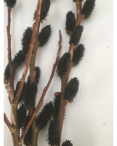 Salix gracilistyla Melanostachys Kätzchen