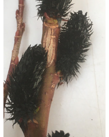 Salix gracilistyla Melanostachys Kätzchen