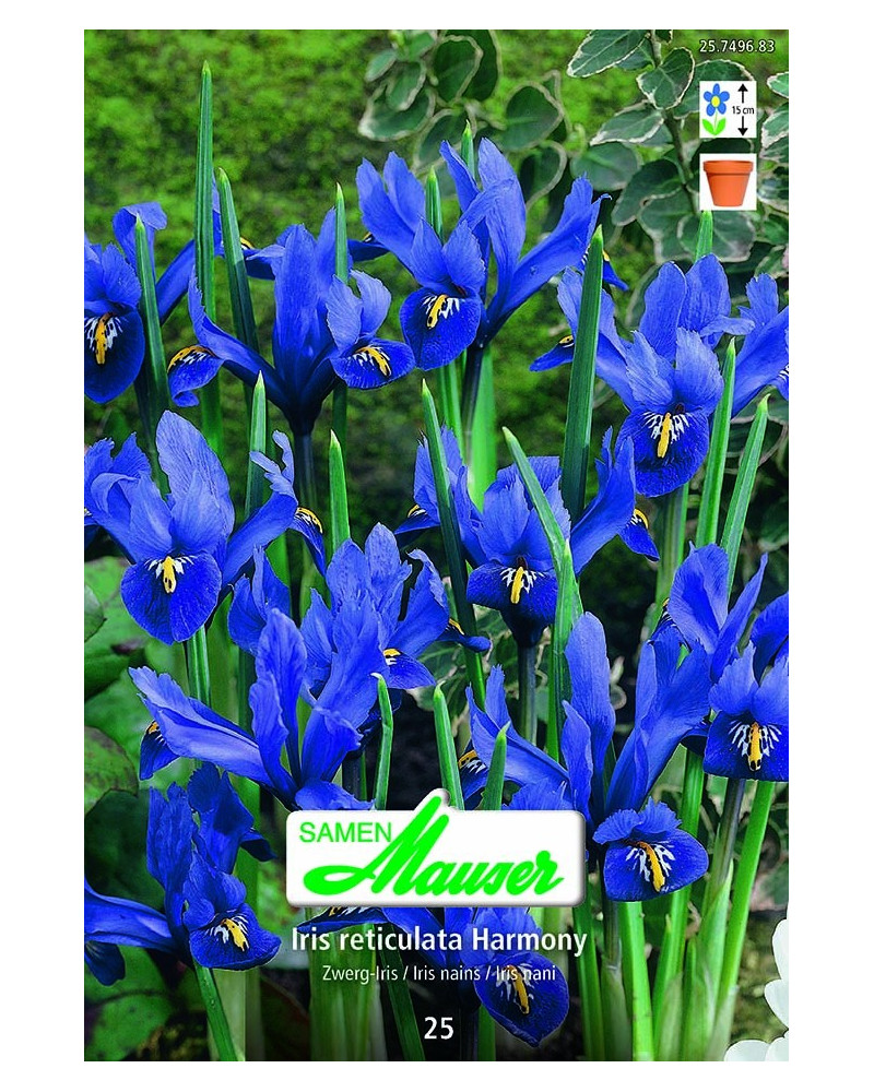 Iris reticulata Harmony