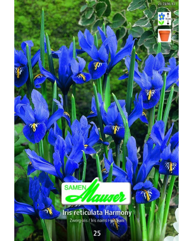 Iris reticulata Harmony
