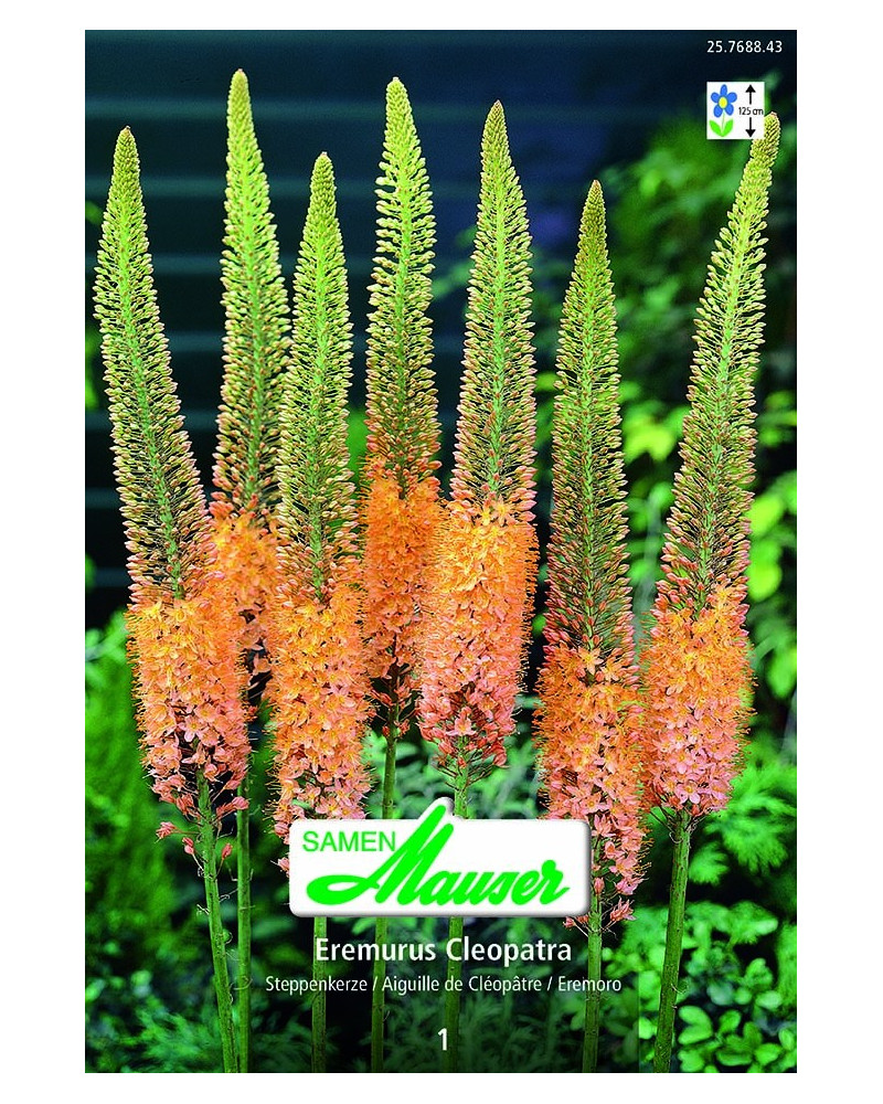 Eremurus Cleopatra 