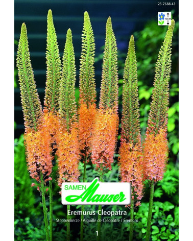 Eremurus Cleopatra 