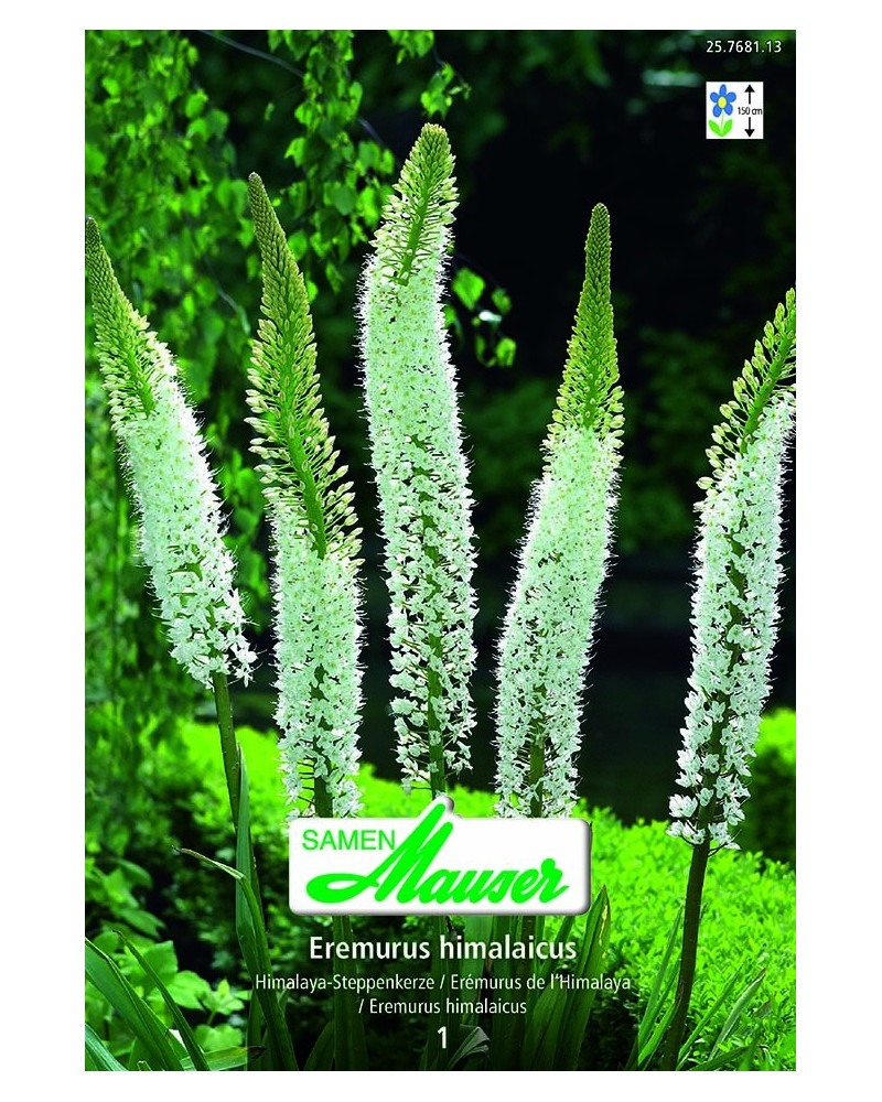 Eremurus himalaicus   Eremurus himalaicus