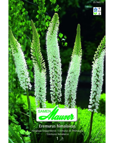 Eremurus himalaicus  