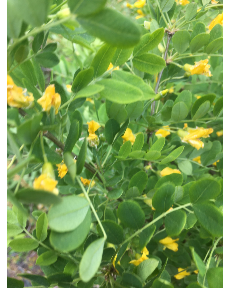 Erbsenstrauch, Caragana arborescens Pflanze