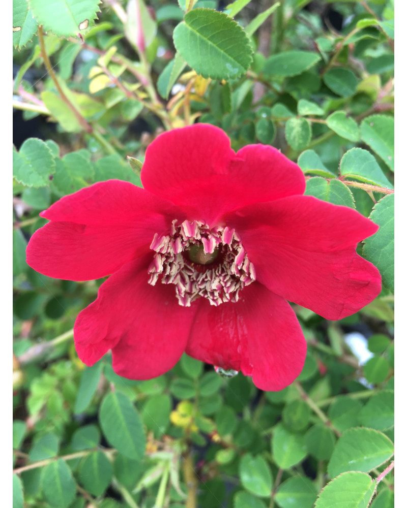 Rosa moyesii - Mandarin-Rose