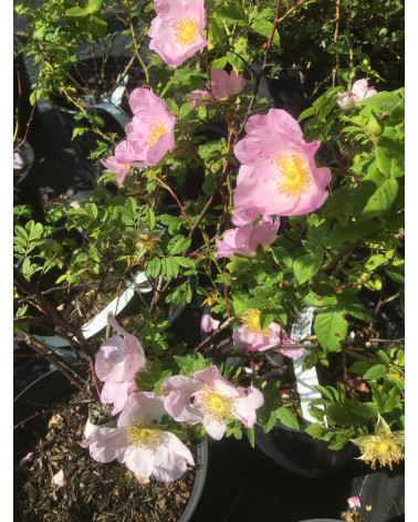 Rosa roxburghii - Kastanien-Rose