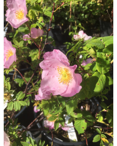 Rosa roxburghii - Kastanien-Rose