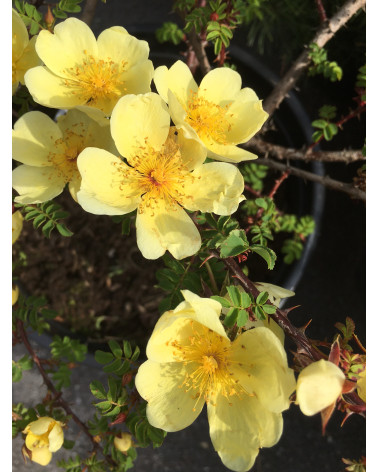 Rosa hugonis - Chinesische Goldrose