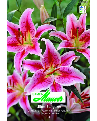 Stargazer  