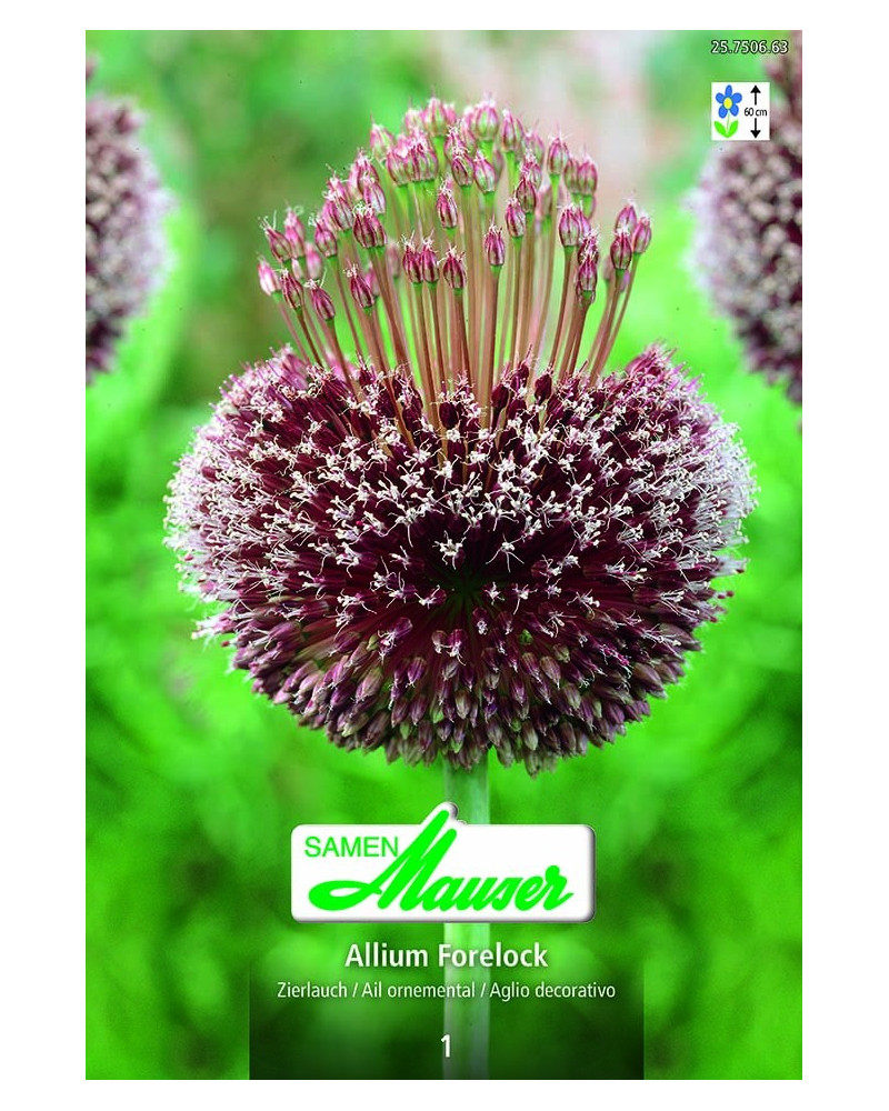 Allium  Forelock