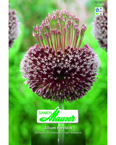 Allium  Forelock