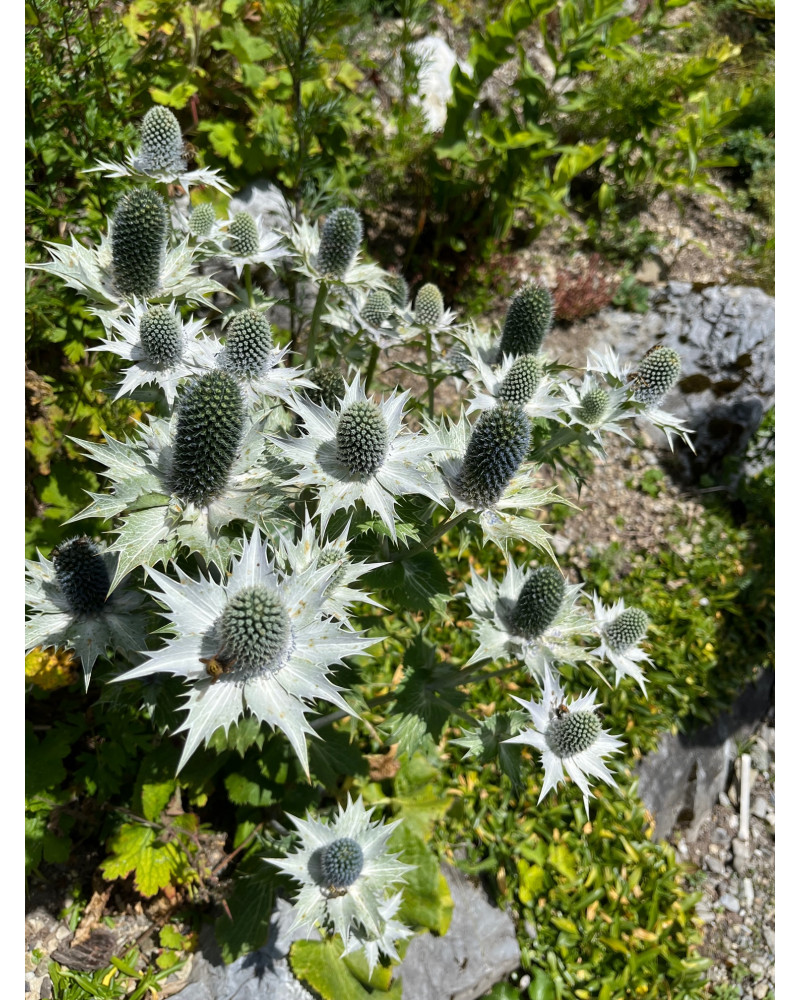 Elfenbeindistel, Eryngium giganteum Pflanze