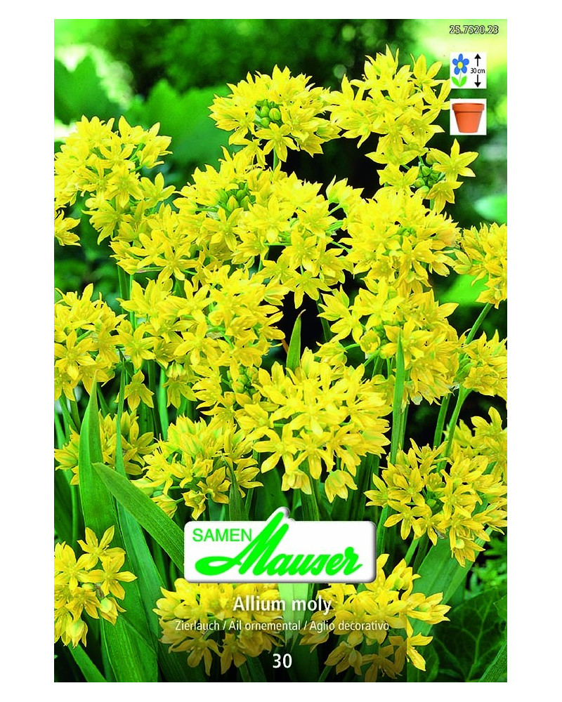 Allium moly Allium moly