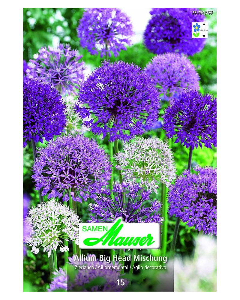 Allium Mischung Big Head  