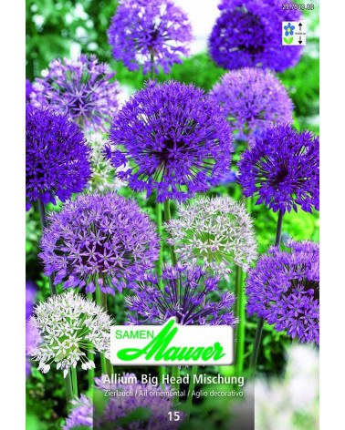 Allium Mischung Big Head  