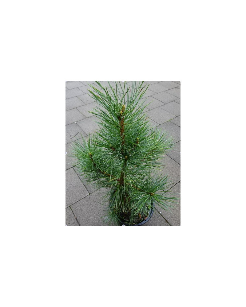 Arve/Zirbelkiefer, Pinus cembra
