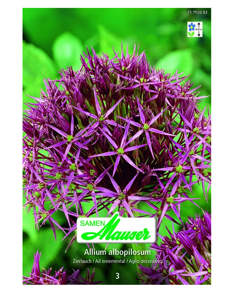 Allium christophii (albopilosum) Zierlauch 