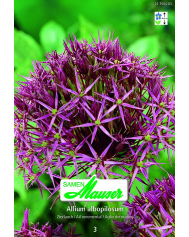 Allium christophii (albopilosum) Zierlauch 