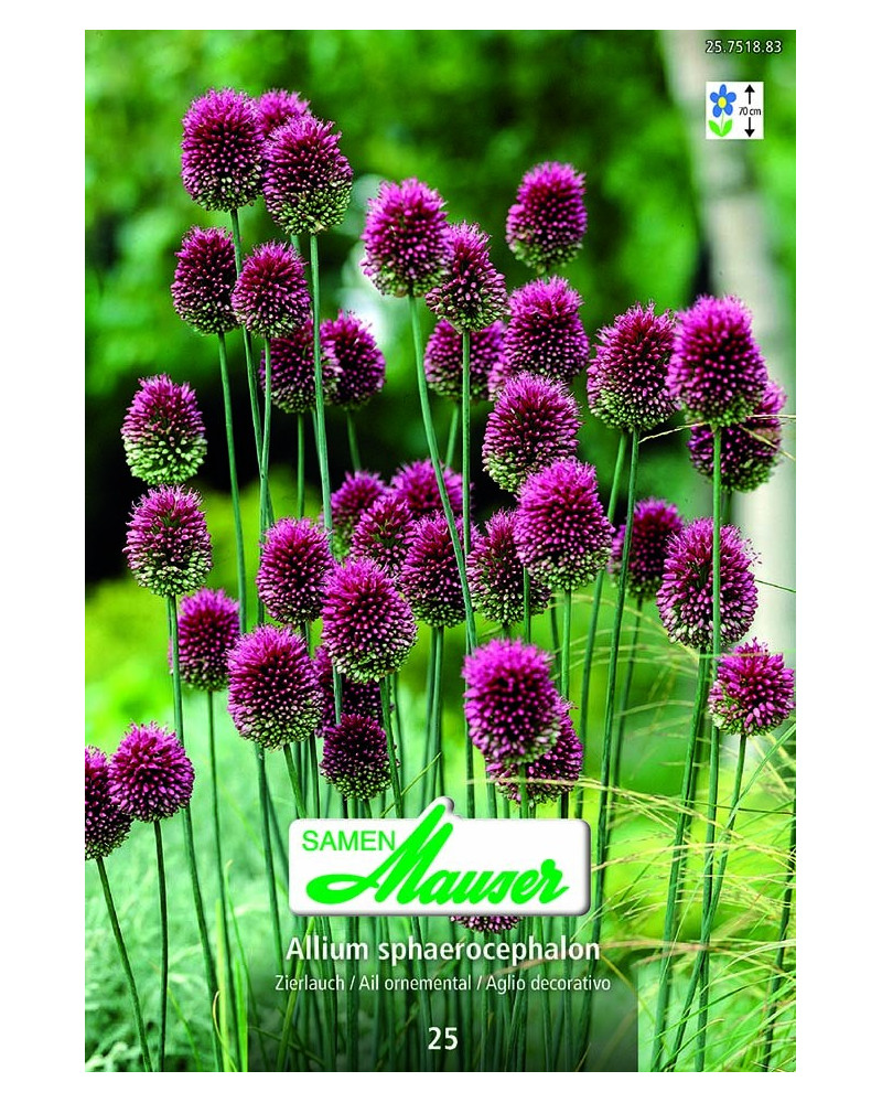 Allium sphaerocephalon Allium sphaerocephalon