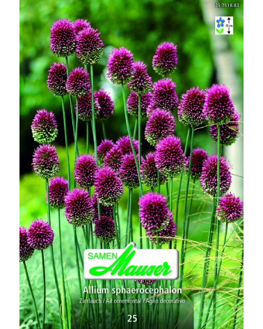 Allium sphaerocephalon
