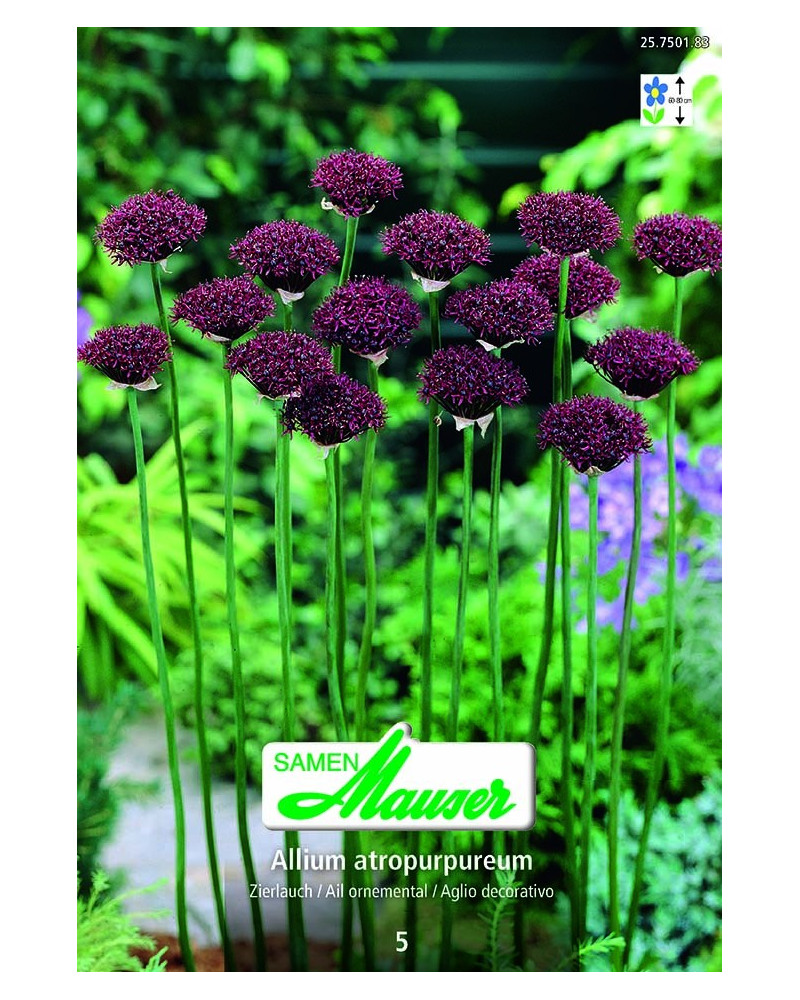 Allium atropurpureum