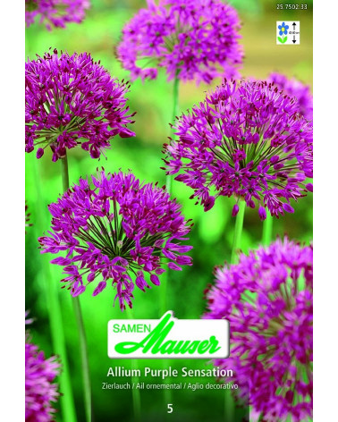 Allium aflatunense Purple Sensation   
