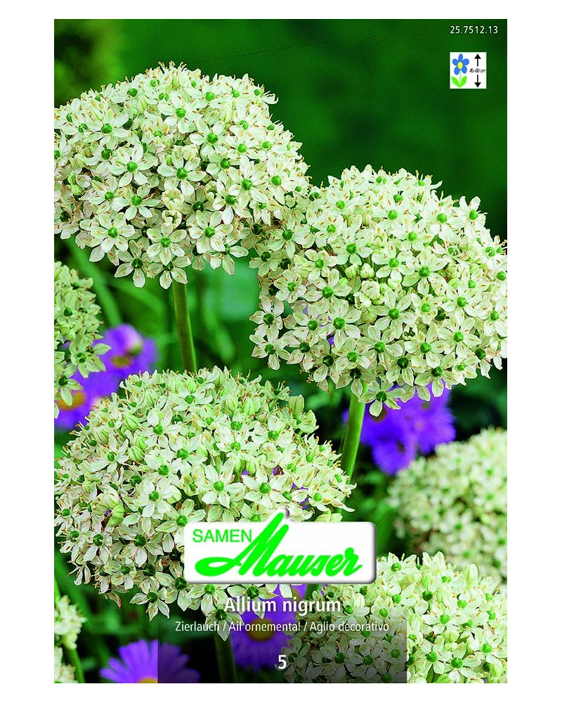 Allium nigrum (multibulbosum) Allium nigrum (multibulbosum)