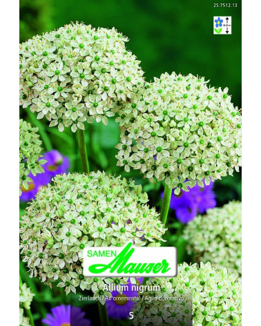 Allium nigrum (multibulbosum)