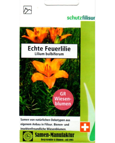 Feuerlilie, Lilium bulbiferum Samen