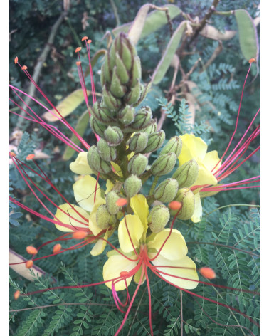Paradiesvogelbusch, Caesalpinia gillesii