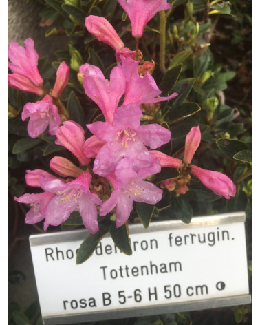 Rhododendron ferrugineum Tottenham