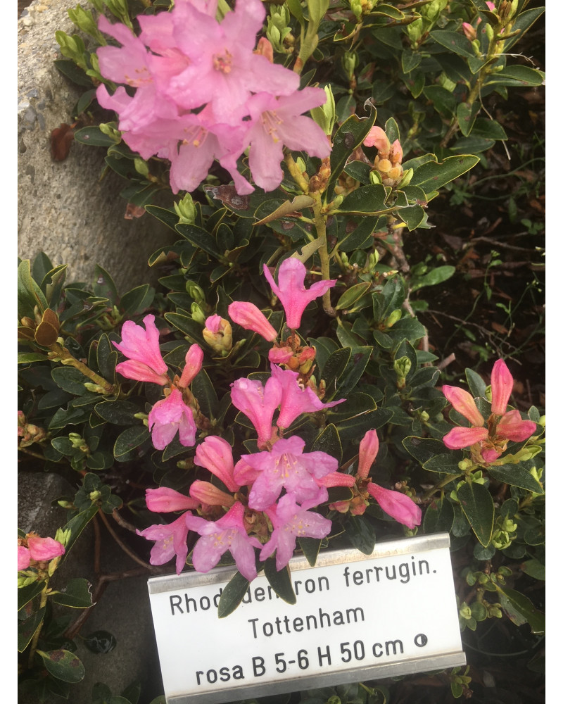 Grossblumige Alpenrose Tottenham, Rhododendron ferrugineum Tottenham Pflanze