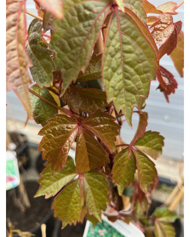 Parthenocissus tricuspidata Veitchii, Jungfern-Rebe