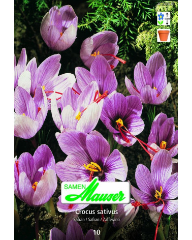Crocus sativus Safran 