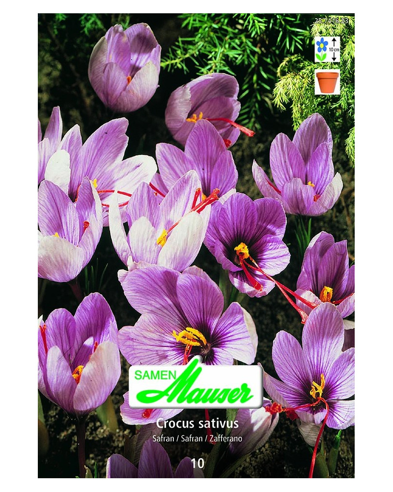 Crocus sativus Safran  Crocus sativus Safran
