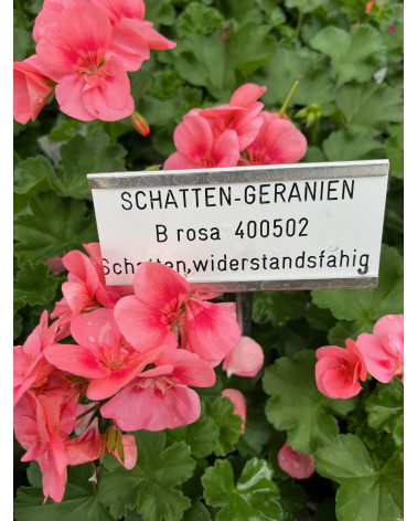 Schattengeranie (Schattenpelargonium) rosa Pflanze