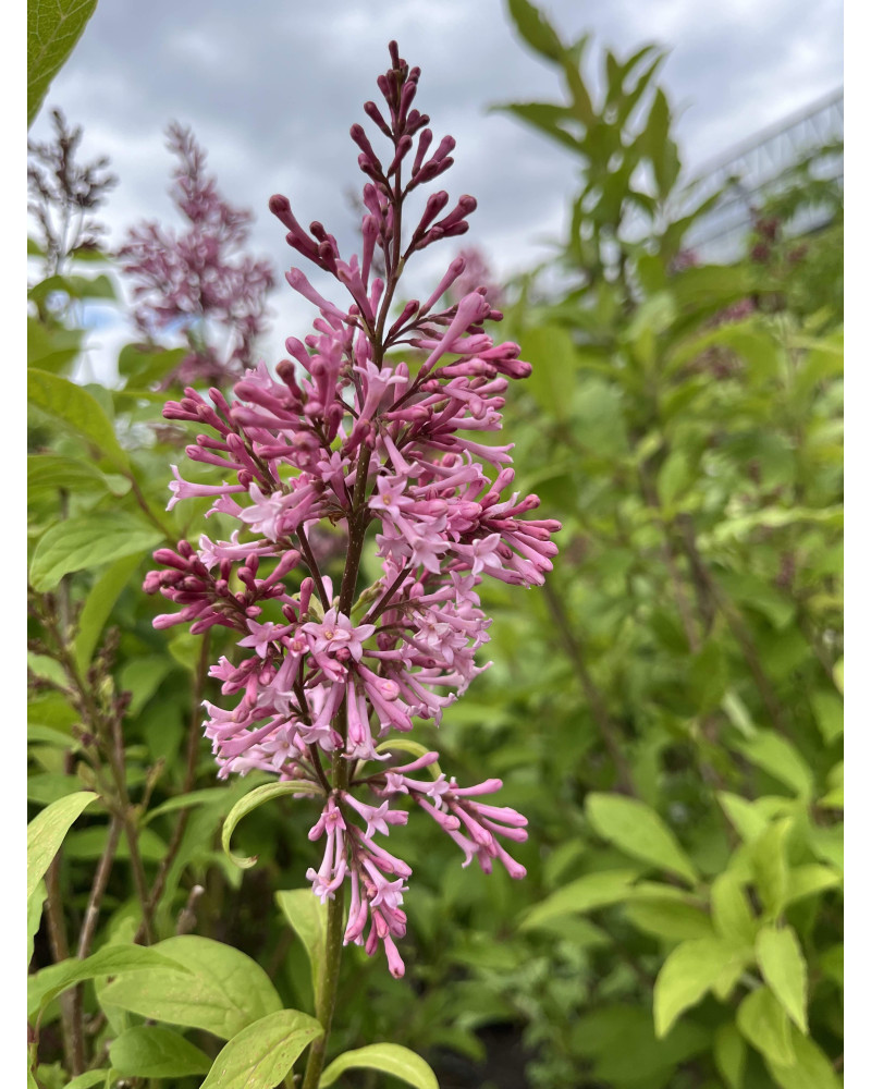 Bergflieder, Syringa josikaea Typ Filisur