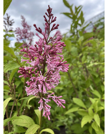 Bergflieder, Syringa josikaea Typ Filisur