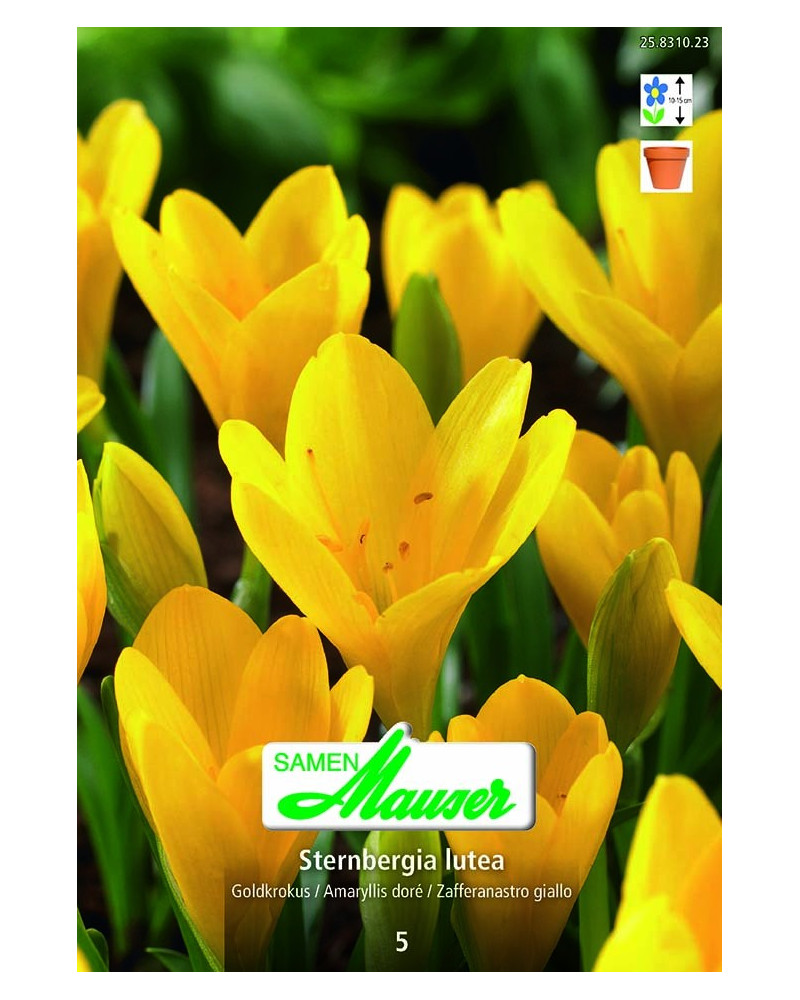 Sternbergia lutea Sternbergia lutea