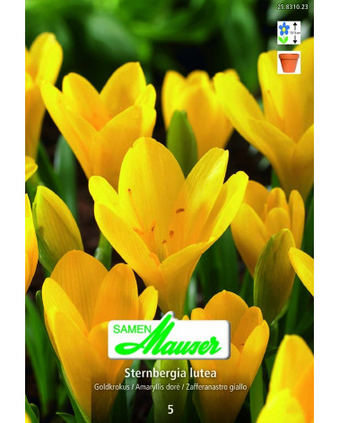 Sternbergia lutea