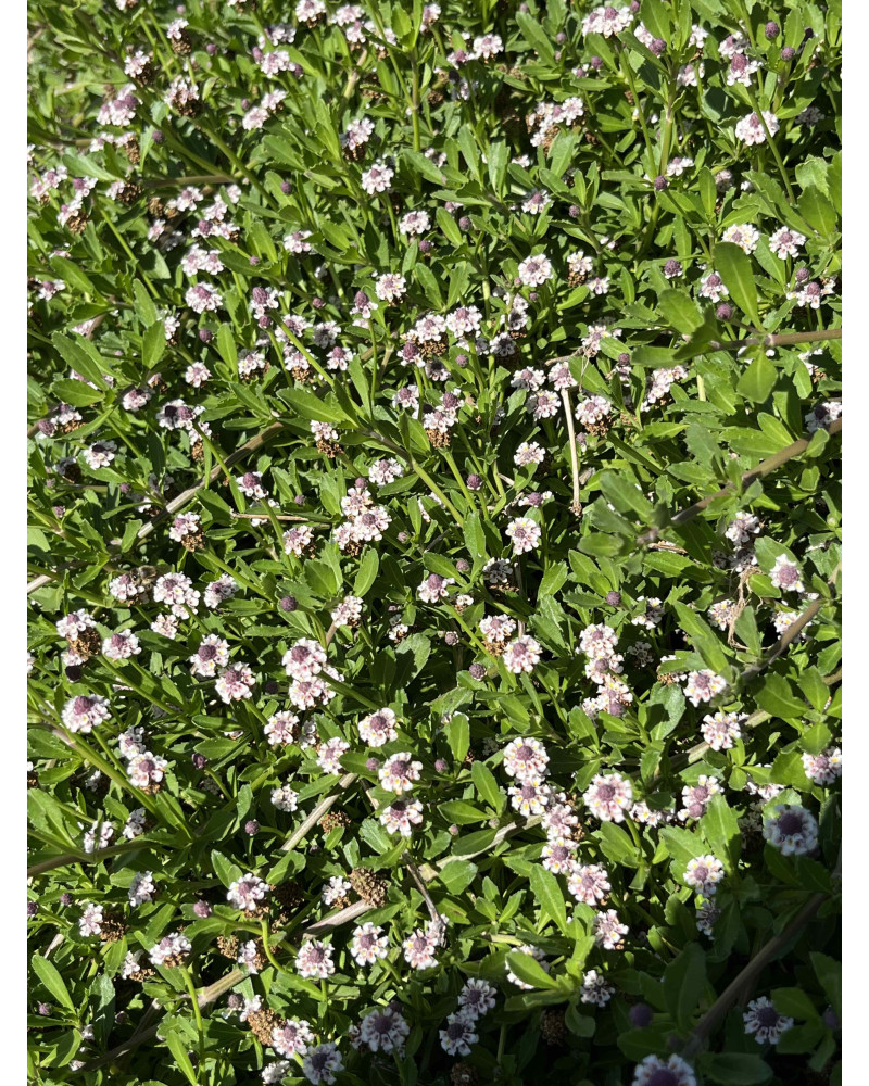 Teppich-Verbene, Phyla nodiflora Pflanze