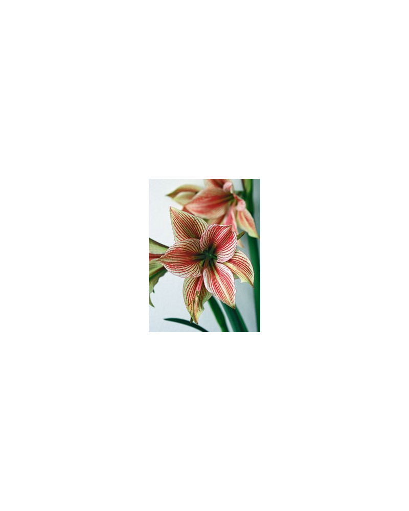 Exotic Star  Exotic Star