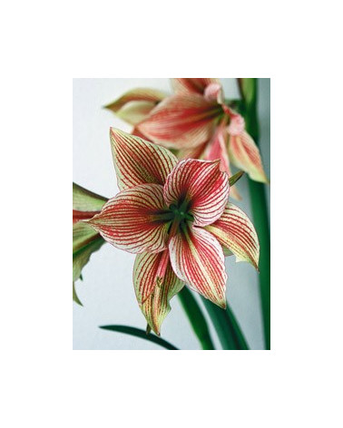 Exotic Star 