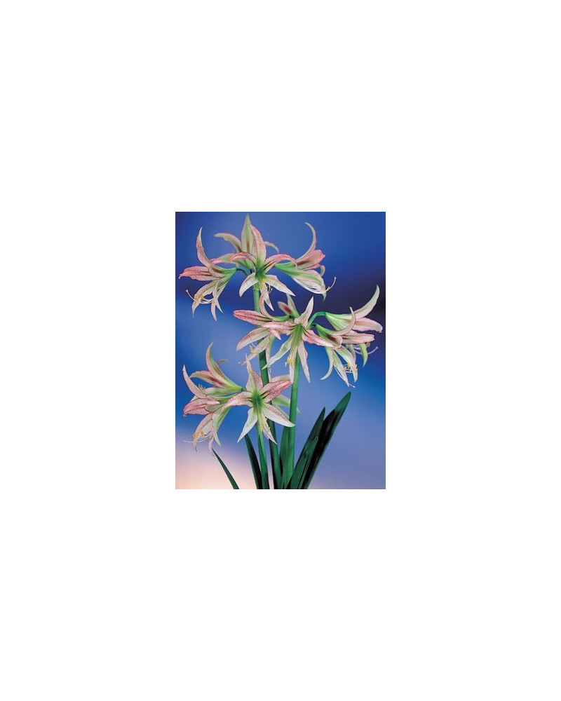 Amaryllis Emerald  Amaryllis Emerald
