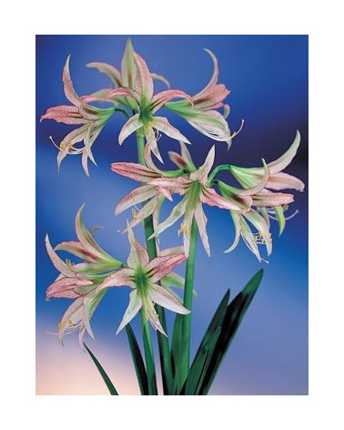 Amaryllis Emerald 