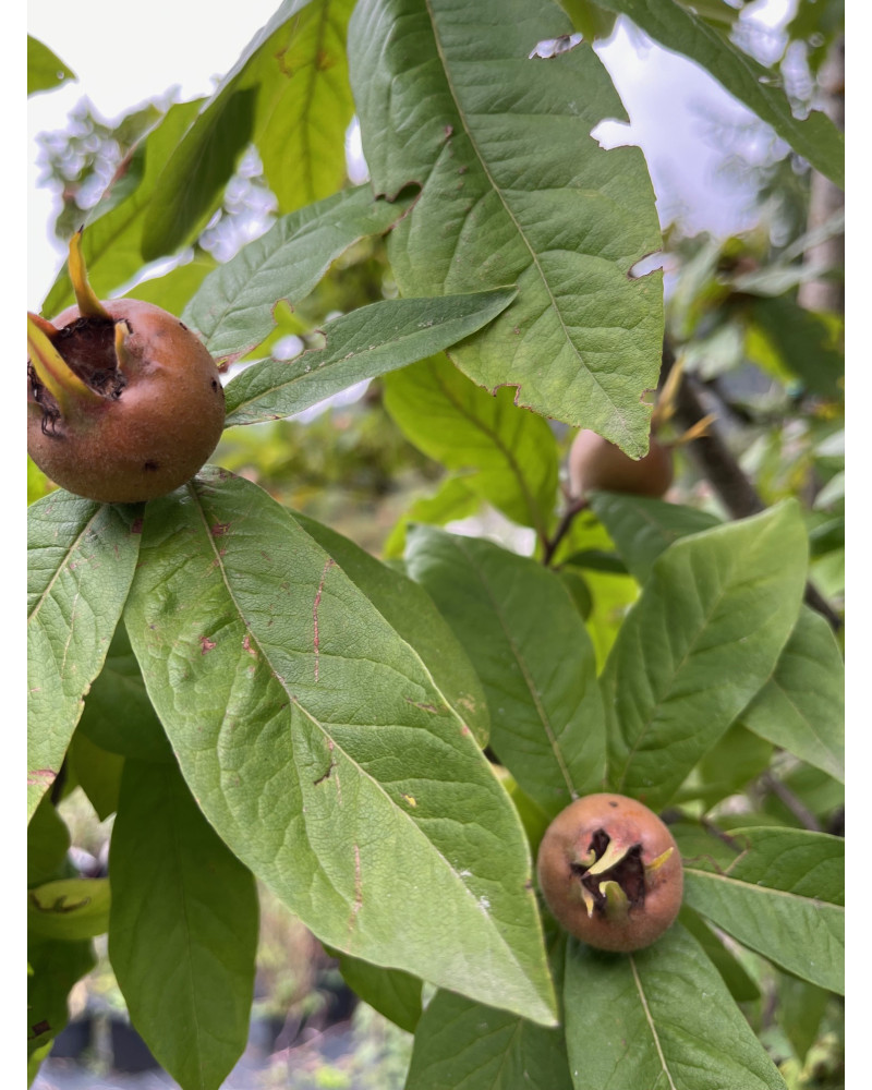 Gemeine Mispel, Mespilus germanica Pflanze
