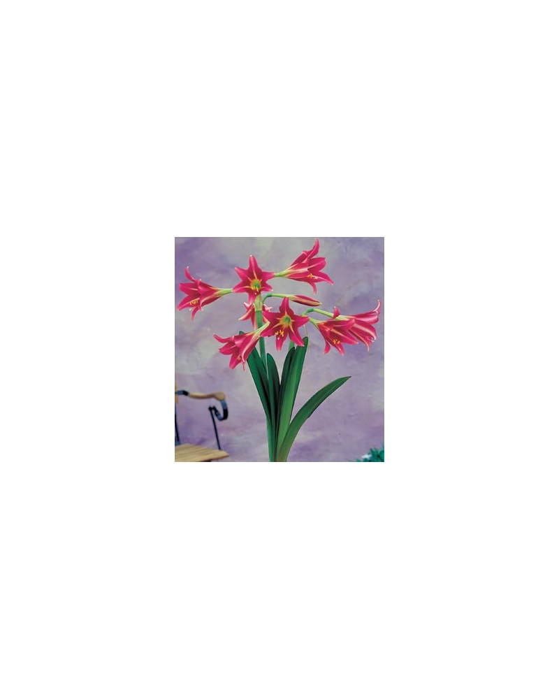 Amaryllis Estella  Amaryllis Estella