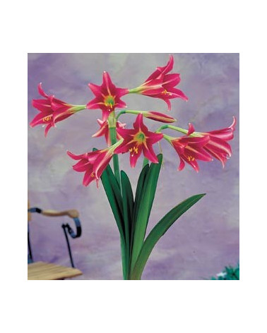 Amaryllis Estella 