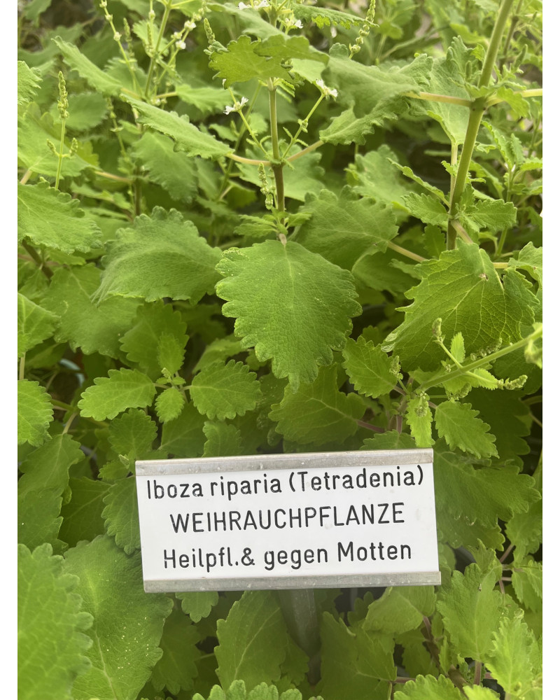 Iboza riparia, Weihrauchpflanze, Weihrauch